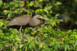 Bare-throated Tiger-Heron, Tortuguero, Costa Rica