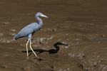 Little Blue Heron in mud, Estero Virginia, Costa Rica