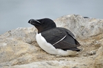 Razorbill