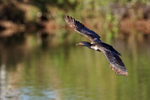 Double-crested Cormorant (juvenile) flying wings outstretched, Florida