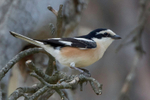 Masked Shrike