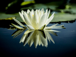 Blackwater Lily