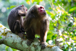 Male stump-tailed Macaque