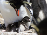 Rockhopper Penguin chick calling, Falklands