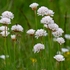 Greyish thrift (Armeria canescens