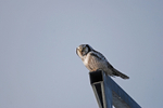 Northern Hawk Owl