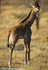 A calf giraffe