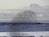 Mt Redoubt and Rock Sandpipers 2012-4234