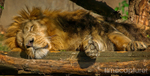 The Lion Sleeps Tonight