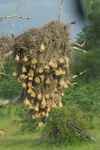 Weaver Bird Nests