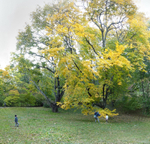 October 2019 - Arnold Arboretum - Title: Tree Play (close up)