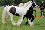 SIAL2900