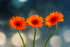 Orange Gerberas in a Row - DSC_1570