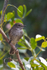 African Dusky Flycatcher perched on a branch