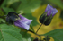 Nicandra5
