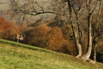 Autumn on the North Downs