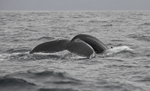 Humpback Whale Fluke, Pico Island, Azores