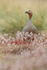 Ruddy-headed Goose standing upright, Carcass Island, Falklands