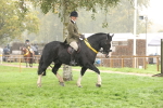 Ridden Horse Supreme Championship portfolio