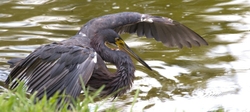 Tricolored Heron _0004