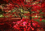Red Acer