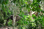 Elephant at the lodge (Mboko camp)