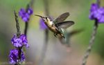 White-Bellied Woodstar Female