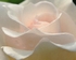 Gentle Petals 8 x 10