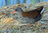 Water Rail