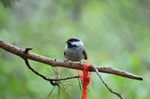 Siberian Tit