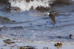House Martin in flight over shoreline - 3 of 3