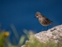 Rock Pipit