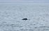 Minke Whale