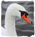 Have a look at my Cygnets