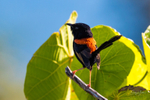 Male redbacked fairy wren