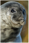 Curious Seal Pup 