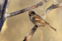 House Sparrow (male), Bosque del Apache, New Mexico
