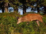 Red Deer