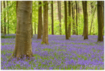 Bluebell Carpet Portglenone (IMG1055)