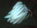 Loligo vulgaris egg mass