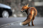Urban fox with a bushy tail in a Bristol Street_0042