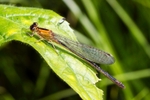 White Legged Damselfly