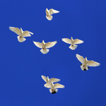White Wing