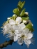 Damson Blossom (01)