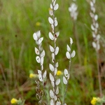 Fibigia (Fibigia clypeata)