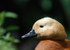 Ruddy shelduck