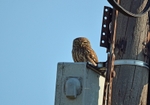 Little Owl
