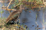Hadeda Ibis