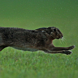 Brown Hare running