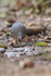 Sunbittern front view, Porto Jofre, Mato Grosso, Brazil